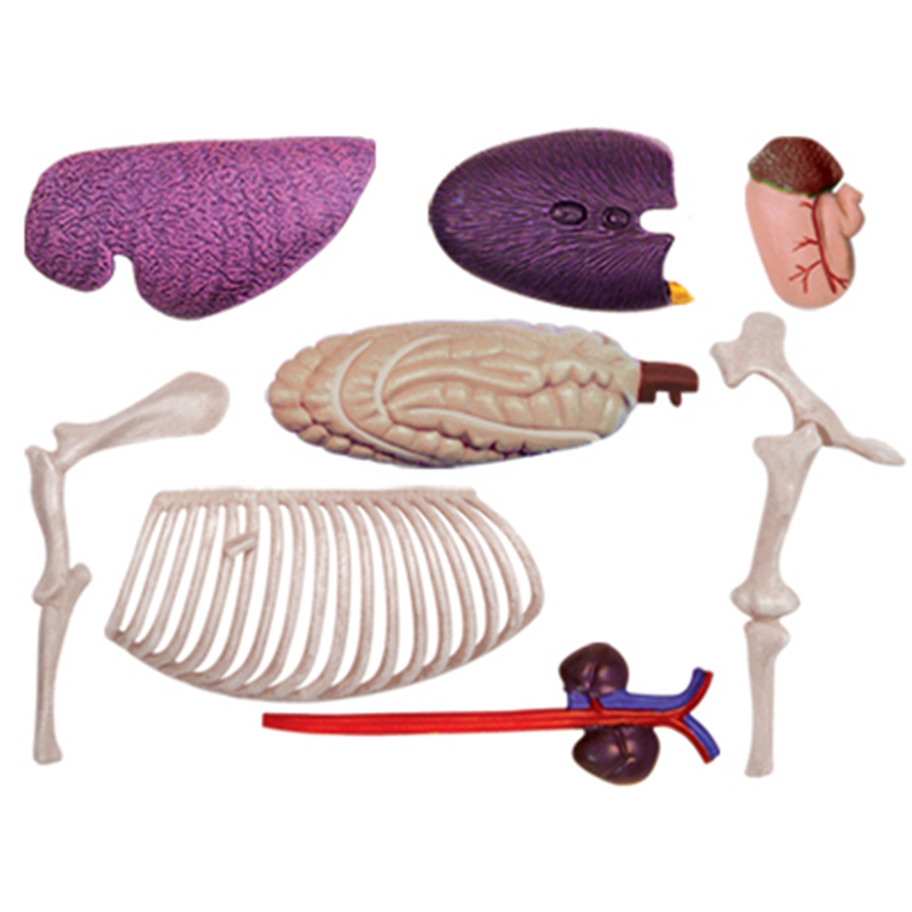 Animal Organ Anatomy Model 4D  - Science Toys incelemesi ve fiyatı